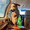 Thumbnail photo of Bubs #4