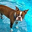 Thumbnail photo of Buster #1