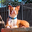 Thumbnail photo of Buster #2