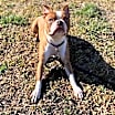 Thumbnail photo of Buster #3