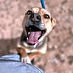 Thumbnail photo of Chevy #1