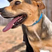 Thumbnail photo of Chevy #2
