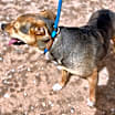 Thumbnail photo of Chevy #3