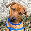 Thumbnail photo of Frankie #1