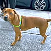 Thumbnail photo of Frankie #3