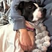 Thumbnail photo of Tinsel #3