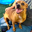Thumbnail photo of Squeaks #2