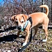 Thumbnail photo of Beau The Barbarian - DNA tested #3