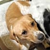 Thumbnail photo of SHILO #3
