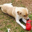 Thumbnail photo of SHILO #4