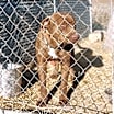Thumbnail photo of Rufus #3