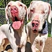 Thumbnail photo of Ares (22-106 with Luna) #2