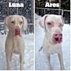 Thumbnail photo of Ares (22-106 with Luna) #3