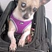 Thumbnail photo of Ellie Sue #1