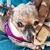 Thumbnail photo of Ellie Sue #4