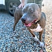 Thumbnail photo of CLYDE #3
