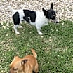 Thumbnail photo of Puddles #3