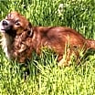 Thumbnail photo of Pare' #2