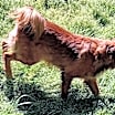 Thumbnail photo of Pare' #3