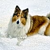 Thumbnail photo of Kip #1