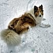 Thumbnail photo of Kip #2