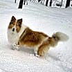 Thumbnail photo of Kip #3