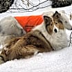 Thumbnail photo of Kip #4