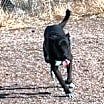 Thumbnail photo of Skye #2