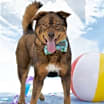 Thumbnail photo of Bear (Courtesy post) #3