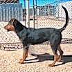 Thumbnail photo of Cohen #1