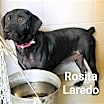Thumbnail photo of Rosita #2