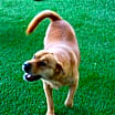 Thumbnail photo of Chula #3