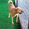 Thumbnail photo of Chula #4