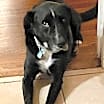 Thumbnail photo of Ozzie #1