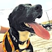 Thumbnail photo of Ozzie #2