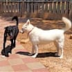 Thumbnail photo of Ozzie #3