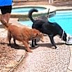 Thumbnail photo of Ozzie #4