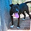 Thumbnail photo of Izzy #4