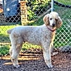 Thumbnail photo of Bentley #1