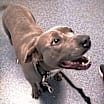 Thumbnail photo of Diamond #1