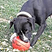 Thumbnail photo of Cassie #3
