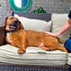 Thumbnail photo of Lovely Nello #2
