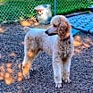 Thumbnail photo of Bentley #3