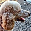 Thumbnail photo of Bentley #4