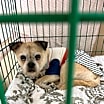 Thumbnail photo of Pugsley #1
