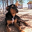 Thumbnail photo of Casey #3