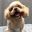 Thumbnail photo of Mickey #1