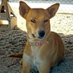 Thumbnail photo of Cookie #1