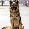 Thumbnail photo of Otis von Osten #2