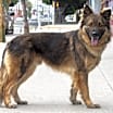 Thumbnail photo of Otis von Osten #3
